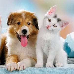 MC访谈008(3):猫狗双全,人生赢家!铁木真和丘吉尔之间的火花