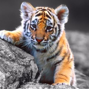 明年是猫年(大型橘猫),拐只小橘^ω^回家养行大运