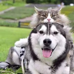 MC访谈003(下) 我很想你(哈士奇篇,中华田园猫篇)