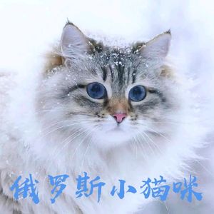 俄罗斯的小猫咪居然被制裁了！