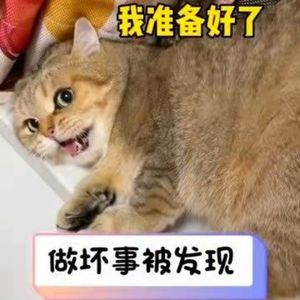 MC访谈005:谢霆锋"家有恶猫"既视感,学会了骂人的鹦鹉,元宇宙宠物小坏蛋