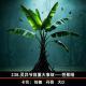 238.灵异节目重大事故——芭蕉精