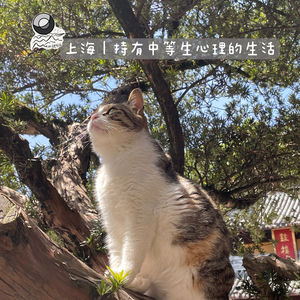 83:上海|持有中等生心理的生活