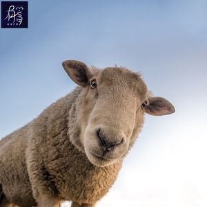 不装了,摊牌了,我阳了