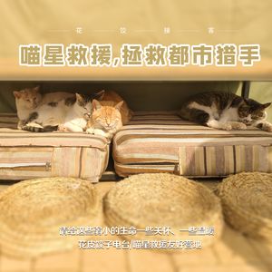 【花饺接客】喵星救援，拯救都市猎手
