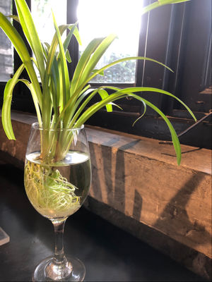 猫咪的五条抗抑郁生活法则