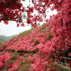 Vol.028 湖北武汉木兰云雾山:鹦鹉洲边鹦鹉恨,杜鹃枝上杜鹃啼
