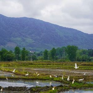 023期：七约的种子，南屏的未来