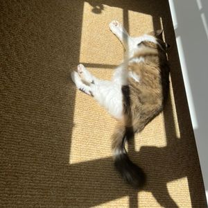 在新西兰，开启幸福的宠物生活