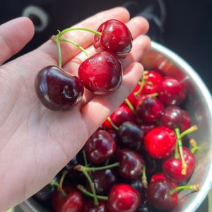 在新西兰做车厘子园季节采摘工人的故事（上集）