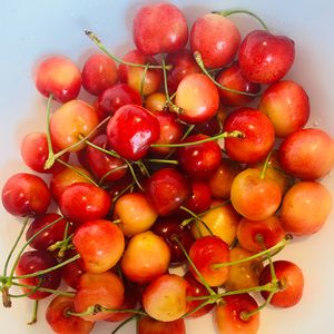 在新西兰做车厘子季节采摘工人的故事（下集）