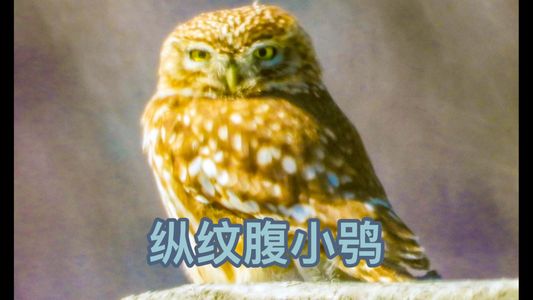 粉丝回馈视频：纵纹腹小鸮