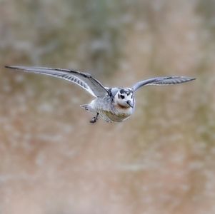 Seeing is believing：灰瓣蹼鹬观察记