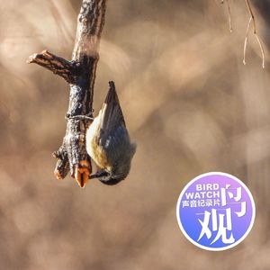 快看——那只鸟的名字里有钱