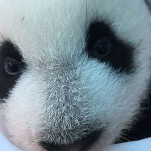 国际熊猫日特别节目:大熊猫的生存和保护