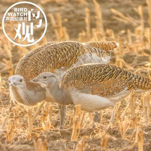 通州守护大鸨之一｜濒危物种：珍稀堪比大熊猫