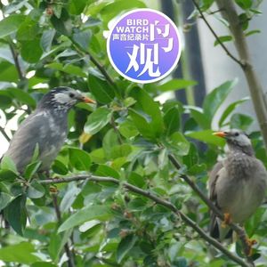 假期就近观鸟：我不动，鸟就自在的很