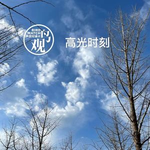 高光时刻：画眉逃逸觅食，红嘴蓝鹊掠过