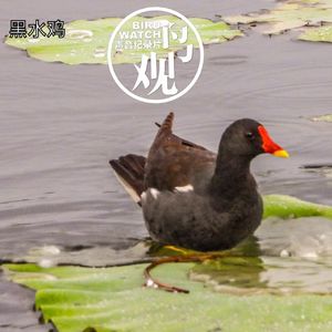 京城冬日暖 | 候鸟留其间