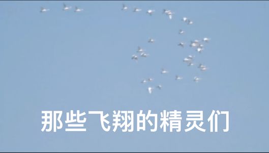 知识点 | 那些精灵们能飞行的原因