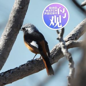 春分过后日变长 | 北红尾鸲报到