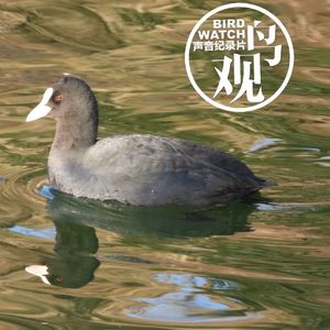 白头红眼身体黑 | 骨顶鸡群聚颐和园