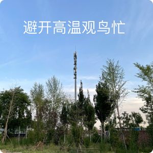 避开高温观鸟忙