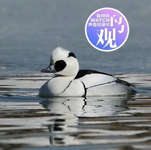 世界湿地日观鸟：熊猫鸭收官｜七小时圆满