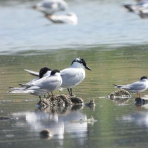去年我在沙河拍摄到的鸥们