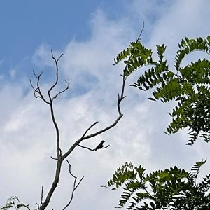 高温观鸟自清凉