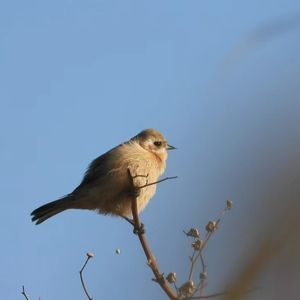 霜降三候：豺祭兽 |草木黄落 |蛰虫咸俯