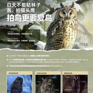 保护猫头鹰特别行动之一：牙齿撕胶带| 爱鸟起童心