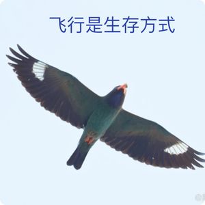 小鸟出壳，三宝喂食忙｜观鸟小百科：飞行是鸟儿的生存方式