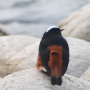 粉丝福利 | 白顶溪鸲视频解说版