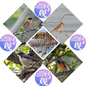 立春即逝 | 期盼众鸟归