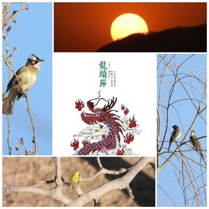 二月二大风天，观鸟在地亦在心