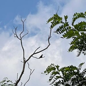 鸟类观察休息中！