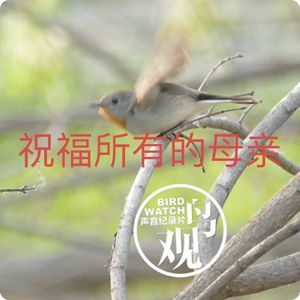 鸟儿的母爱：那些让我泪奔的瞬间