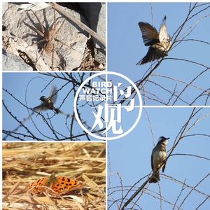 迁徙留鸟兼顾 |救助鸟儿问答