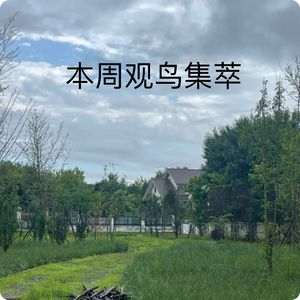 三宝鸟观察：早起的虫子被鸟吃！｜本周观鸟集萃