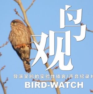 暖春天长｜傍晚观鸟忙