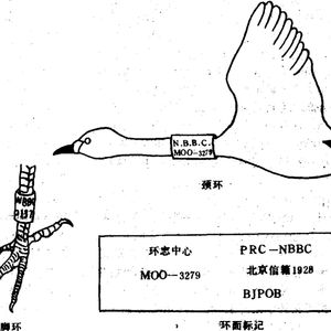 观鸟常识：鸟类环志的意义和影响