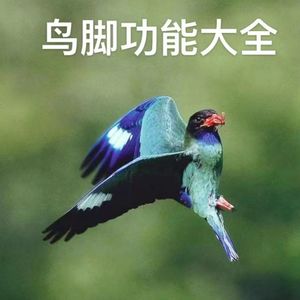 三宝鸟观察：初闻雏鸟鸣，渴望见其形 | 观鸟小百科：鸟的脚：积百功为一体