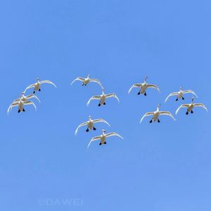 观鸟小百科:鸟类的集群