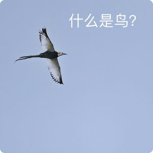 三宝鸟观察：日常喂养需耐心｜观鸟小百科：什么是鸟？