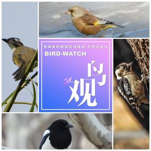 众鸟齐聚立春日｜百集实验已过半