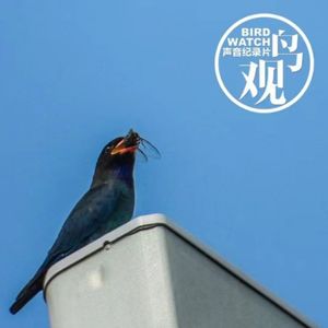 三宝鸟观察：转动虫体免扎伤，尽心父母获点赞。观鸟小百科：鸟喙