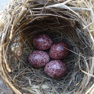 观鸟小百科:形形色色的鸟蛋和孵化方式