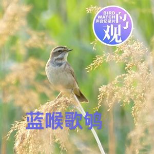 蓝喉歌鸲初长成，黄胸鹀如约而至