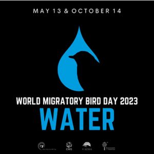 定了！2023年世界候鸟的主题：水及其对候鸟的重要性